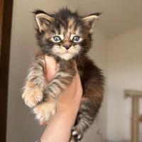 Cucciola Maine Coon