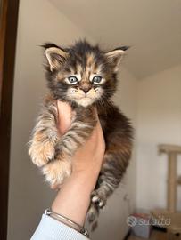 Cucciola Maine Coon