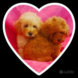 Barboncini 3 mesi mezzo