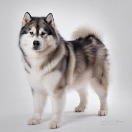 Alaskan Malamute Femmina 6 anni