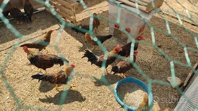 Gallo Livornese Collo Oro