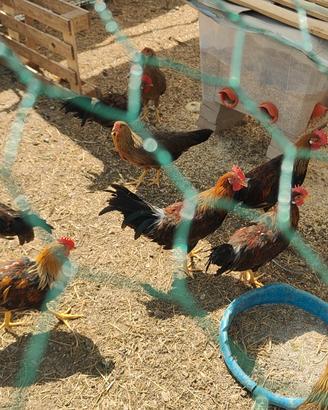 Gallo Livornese Collo Oro