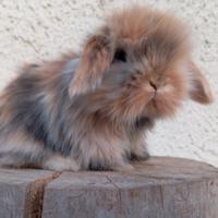 Conigli nani ariete da compagnia