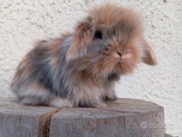 Conigli nani ariete da compagnia