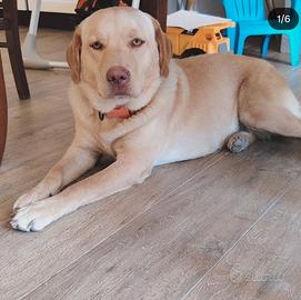 Cuccioli Labrador