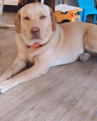 Cuccioli Labrador