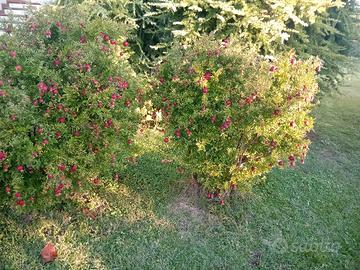 piante giardino 