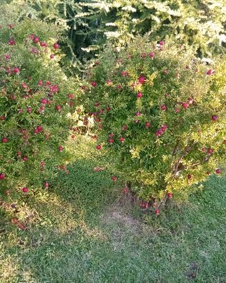 piante giardino 