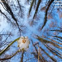 Workshop fotografare i fiori - Parco del Ticino