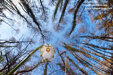 Workshop fotografare i fiori - Parco del Ticino