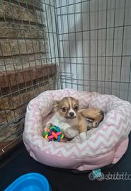 Cucciola chihuahua