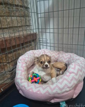 Cucciola chihuahua