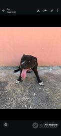 Il miglior amico dell'uomo