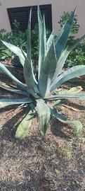 Pianta di Agave Americana e striate