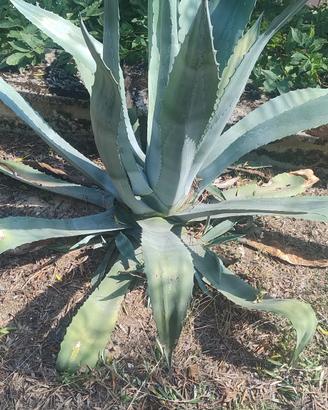 Pianta di Agave Americana e striate