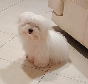 Cane per monta