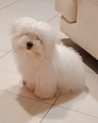 Cane per monta