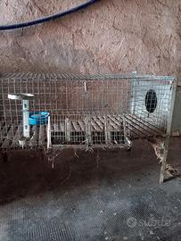 gabbia per conigli 