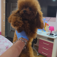 Tea cup pura 2 anni 17/18cm