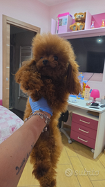 Tea cup pura 2 anni 17/18cm