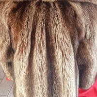 Pelliccia Marmotta canadese