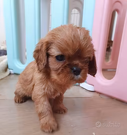 Cavalier king ruby