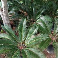 Piante Cycas Revoluta in vaso
