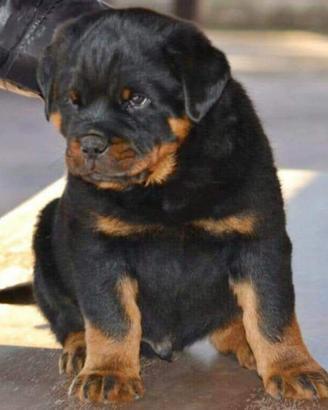 Cuccioli rottweiler zona Eur