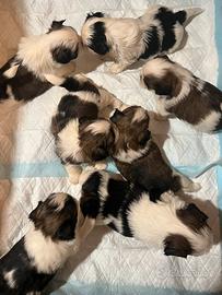 Shih-tzu 40 giorni meravigliosi e sani