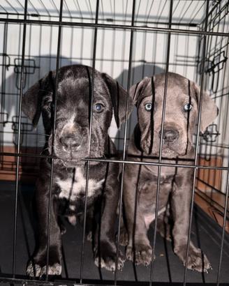 Cuccioli di cane corso