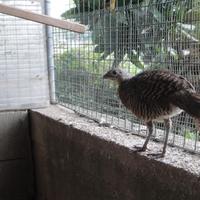 Fagiani argentati coppia