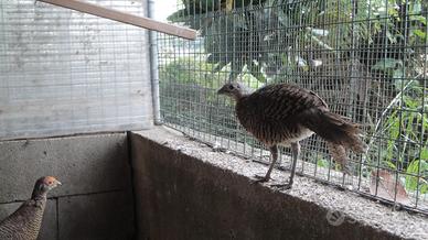 Fagiani argentati coppia