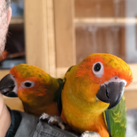 Conuri del sole allevati a mano