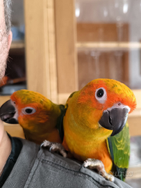 Conuri del sole allevati a mano