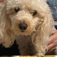 Barboncino per accoppiamento