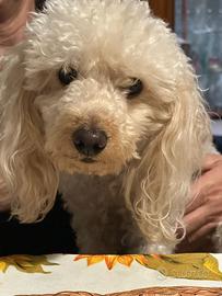 Barboncino per accoppiamento