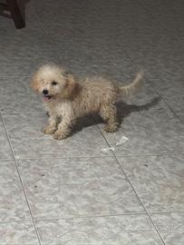 Maltipoo