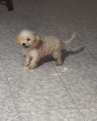 Maltipoo