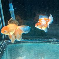 Oranda testa di leone e ryukin xl