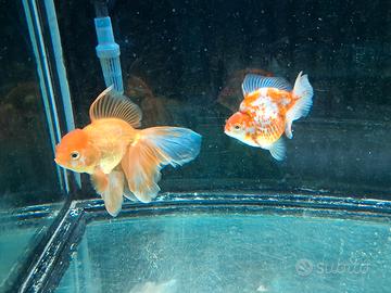 Oranda testa di leone e ryukin xl