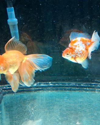 Oranda testa di leone e ryukin xl