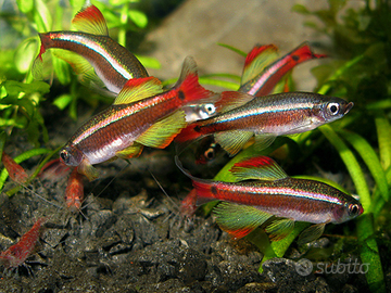 Pesci rari d acqua fredda e non