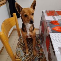 Pluto cane non di razza