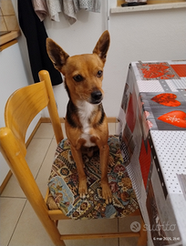 Pluto cane non di razza