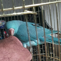 Parrocchetti dal collare allevati a mano