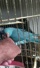 Parrocchetti dal collare allevati a mano