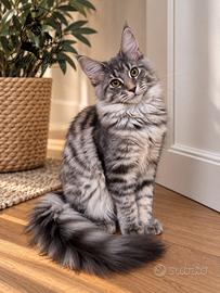 Cucciola di razza Maine Coon con pedigree AFeF