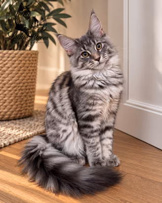 Cucciola di razza Maine Coon con pedigree AFeF