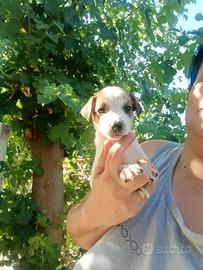 Cuccioli jack Russell nani a zampa corta