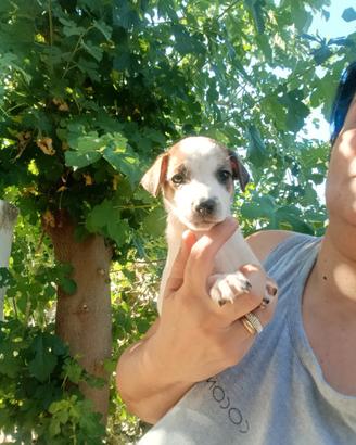 Cuccioli jack Russell nani a zampa corta